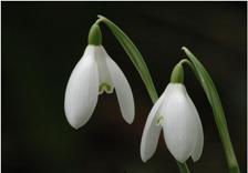 snowdrops2